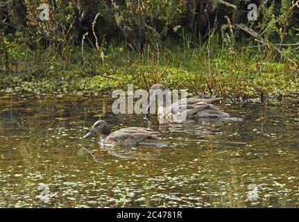 Andean Teal  (Anas andium altipetens) pair swimming on upland lake  Suma Paz, nr Bogota, Colombia        November Stock Photo