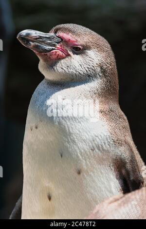 spheniscus humboldti, humboldt Pinguin, Pinguin, Brillenpinguin, animal, water bird, close up, portrait, water, water, Stock Photo