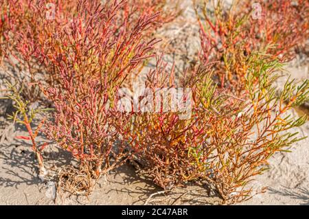Green with red color plants growing near lakes in the salt mud Stock Photo