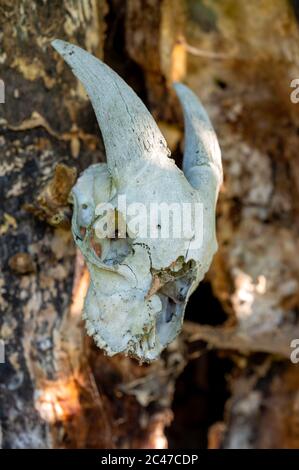 Goat skull skeleton head hanging on a tree bark Stock Photo