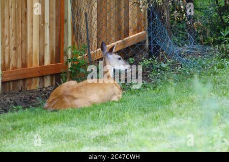 Deer Resting in Suburban Backyard Stock Photo - Alamy