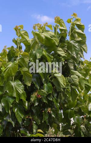 Morus, a genus of flowering plants in the family Moraceae, consists of diverse species of deciduous trees, known as mulberries Stock Photo