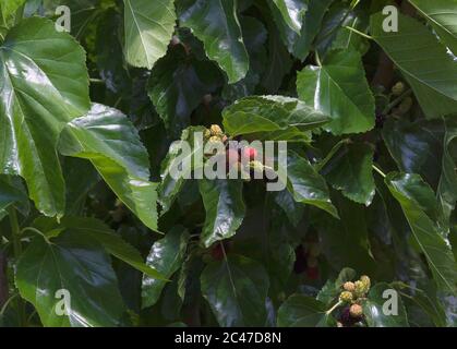 Morus, a genus of flowering plants in the family Moraceae, consists of diverse species of deciduous trees, known as mulberries Stock Photo