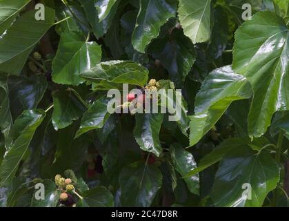 Morus, a genus of flowering plants in the family Moraceae, consists of diverse species of deciduous trees, known as mulberries Stock Photo