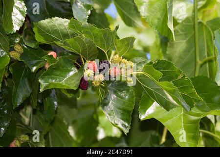 Morus, a genus of flowering plants in the family Moraceae, consists of diverse species of deciduous trees, known as mulberries Stock Photo