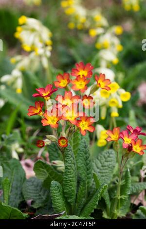 Red Cowslips growing in an English garden. Stock Photo