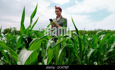 Female farmer uses a mobile phone in agricultural corn field. Stock Photo