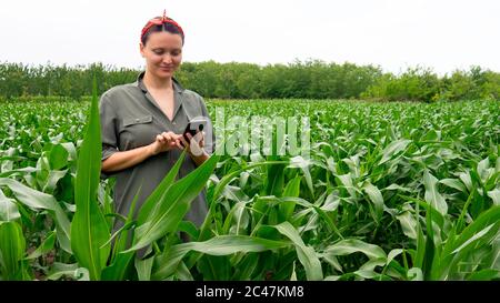 Smiling female farmer uses a smartphone in agricultural corn field. Stock Photo