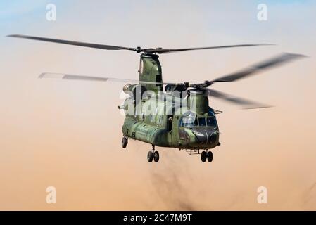 A Boeing CH-47 Chinook transport helicopter of the Royal Netherlands Air Force is ready to land at the GLV-5. Stock Photo