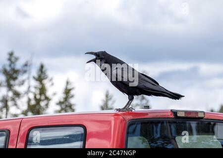 A large raven caws while perched atop a vehicle in Yellowstone. Stock Photo