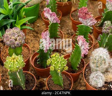 Beautiful natural cacti of different colors in pots top view. Inoculation of different varieties of cacti on another trunk. Growing and grinding of de Stock Photo