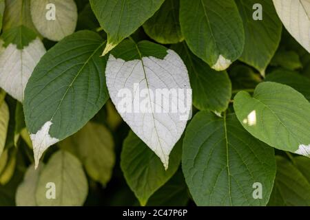 Variegated leaves of Actinidia kolomikta or variegated-leaf hardy kiwi Stock Photo