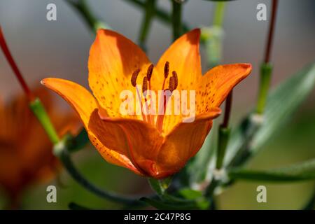 Bright yellow-orange flower of Lilium bulbiferum, common names orange lily, fire lily and tiger lily