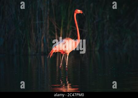 Flamingo standing in lake, beautful sunset shot Stock Photo