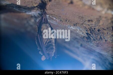 Close up strange animal Geoffroy's bat Myotis emarginatus hanging upside down on top of cold brick arched cellar moving awakened just after hibernatin Stock Photo