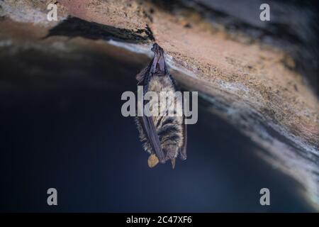 Close up strange animal Geoffroy's bat Myotis emarginatus hanging upside down on top of cold brick arched cellar moving awakened just after hibernatin Stock Photo