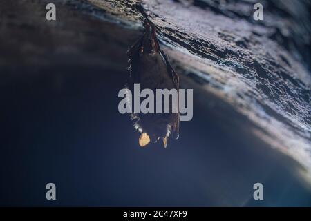 Close up strange animal Geoffroy's bat Myotis emarginatus hanging upside down on top of cold brick arched cellar moving awakened just after hibernatin Stock Photo