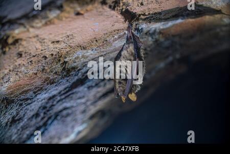 Close up strange animal Geoffroy's bat Myotis emarginatus hanging upside down on top of cold brick arched cellar moving awakened just after hibernatin Stock Photo