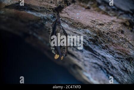 Close up strange animal Geoffroy's bat Myotis emarginatus hanging upside down on top of cold brick arched cellar moving awakened just after hibernatin Stock Photo