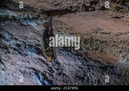 Close up strange animal Geoffroy's bat Myotis emarginatus hanging upside down on top of cold brick arched cellar moving awakened just after hibernatin Stock Photo