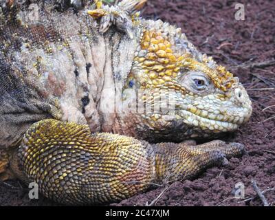 Closeup shot of a yellow Galapagos land iguana resting on a soil surface Stock Photo