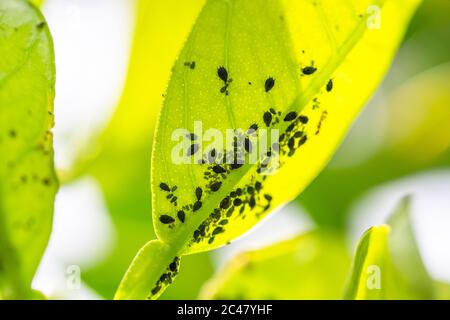 Aphids on young leaves of orange tree in the garden. The insects feed on the underside of the orange tree's leaves and on new buds. Stock Photo