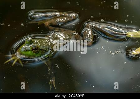 A green frog (Lithobates clamitans, Rana clamitans) in a small pond Stock Photo
