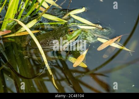 A green frog (Lithobates clamitans, Rana clamitans) in a small pond Stock Photo