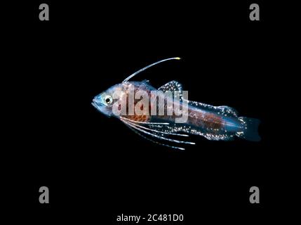 Antenna Codlet, Bregmaceros atlanticus, found during a black water drift dive at 20-40 feet with bottom at 600 plus feet below, Palm Beach, Florida, U Stock Photo