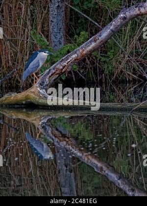 Vertical shot of the black-crowned night heron called Nycticorax on wood Stock Photo