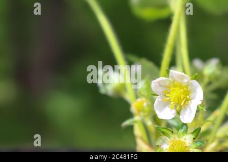 Blossom of a strawberry plant growing in a container in spring Stock Photo
