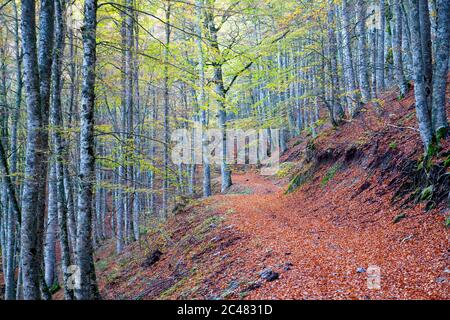 Autumn in Pollino National Park Stock Photo