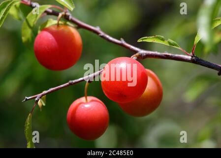 Chickasaw plum Stock Photo