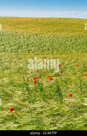 Colorful red poppies in a large grain crop field Stock Photo - Alamy