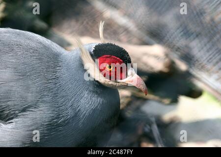Selective focus shot of a wild blue-eared pheasant Stock Photo