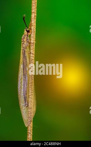 Small Dragonfly close up macro shot with selective focus and isolated on sun light flare background Stock Photo