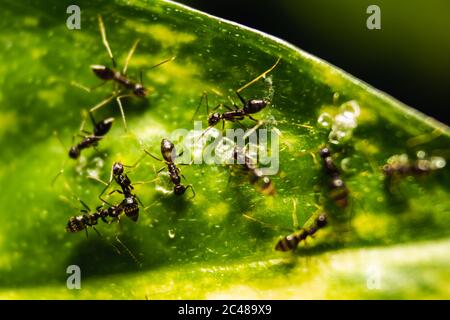 Group of small black ants eating on the leafs with selective focus. Macro close up a lot of black ants on leaves with lighting. Stock Photo
