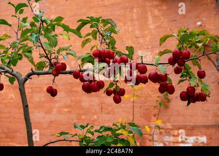 A espaliered crab apple tree against an ochre lime-washed wall Stock Photo