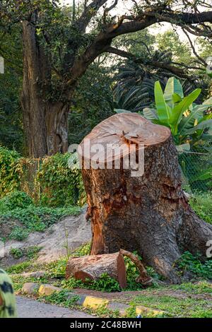 Picture of cut tree trunks on the ground or soil at Acharya Jagadish Chandra Bose Indian Botanic Garden of Shibpur, Howrah near Kolkata Stock Photo