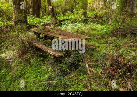 An old wooden picnic table abandoned in the forest. Stock Photo