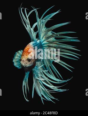 Fine art concept close up beautiful movement of Betta fish Stock Photo
