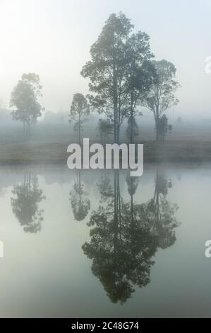 Gum trees reflected in the calm waters of a dam on a misty morning in the Hunter Valley region of New South Wales in Australia. Stock Photo