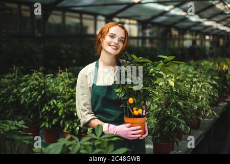 Cheerful lady in apron and pink gloves standing with little mandarin tree in pot and happily looking in camera in greenhouse Stock Photo