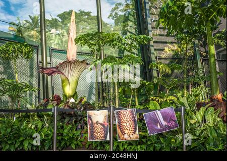 The Corpse Flower Titanum Arum In Its Peak Flowering Life Cycle In The Cairns Botanical Gardens In Queensland Australia Stock Photo Alamy