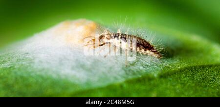 lacewing larva, Chrysoperla carnea, feeding on spider eggs in silken cocoon Stock Photo