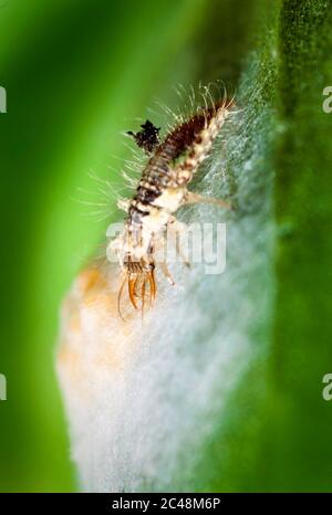 lacewing larva, Chrysoperla carnea, feeding on spider eggs in silken cocoon Stock Photo