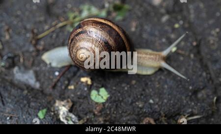 Big snail in shell crawling on road, summer day in garden Stock Photo