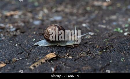 Big snail in shell crawling on road, summer day in garden Stock Photo