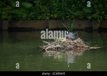 Eurasian coot (Fulica atra) nest with adult and chicks Stock Photo