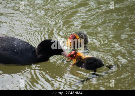 Adult Eurasian coot (Fulica atra) feeding youngs in the water Stock Photo